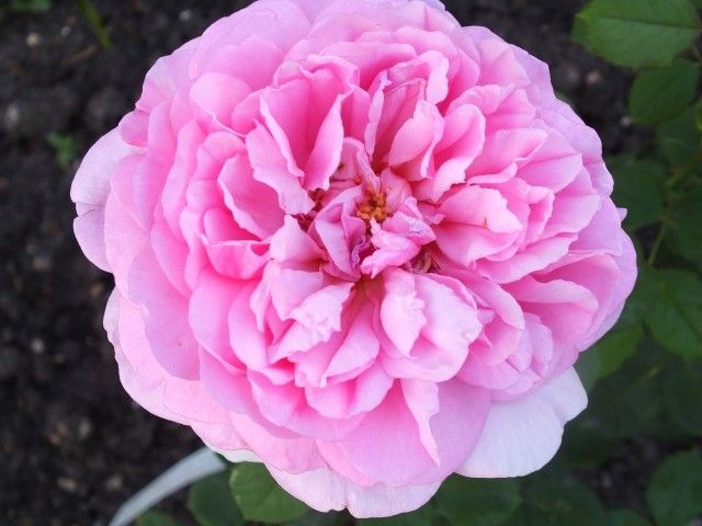 Princess Alexandra of Kent
