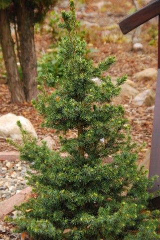 Picea omorika Wodan