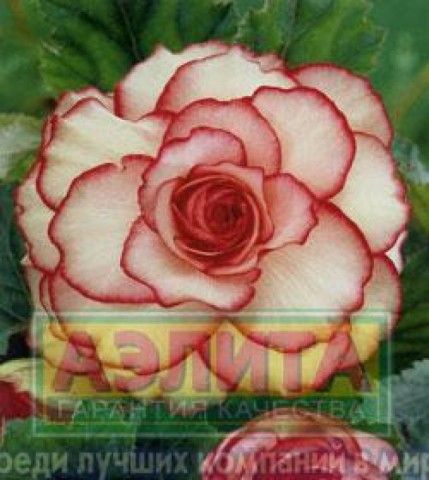 Begonia picotee w r