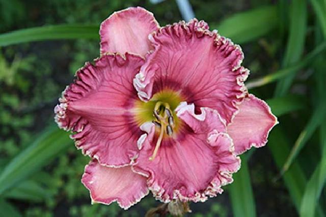 УЛЫБКА БАРБИ