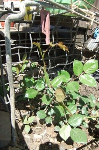 Эльф посажен весной