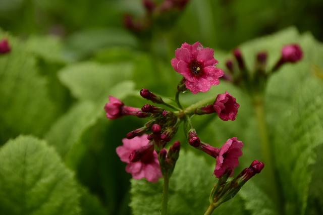 Примула Японская