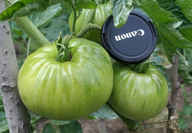 т2