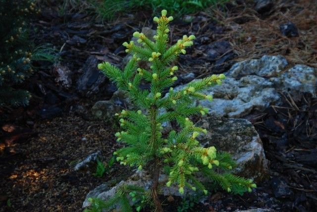 Picea abies Aurea Magnifica