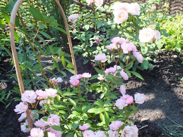 Heavenly Pink и Billet Doux