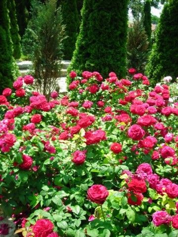 DSCN7943 изменение размера