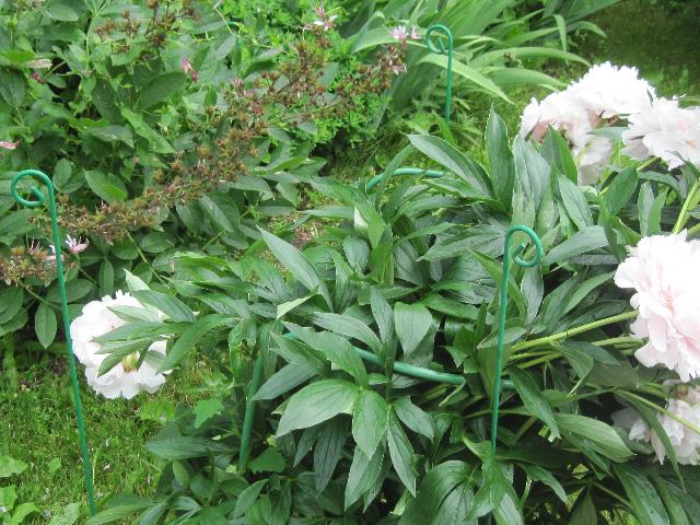 Изображение 233