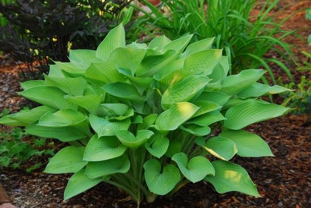 Hosta Gold Regal
