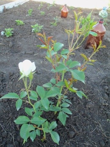 Изображение 116