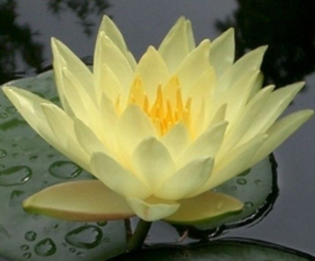 pflanzen im web de Nymphaea Joey Tomocik Hardy Waterlily Seerose image galerie gross