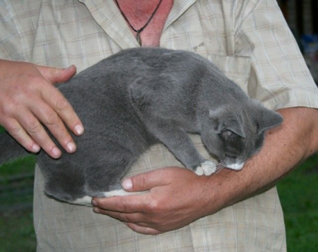 кот3