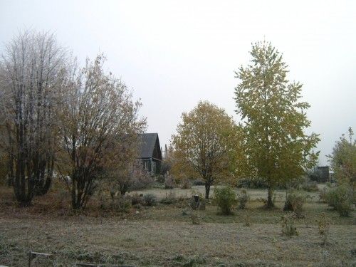 Береза