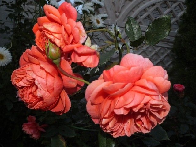 DSCF2325