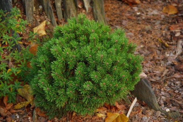 Pinus mugo Horstmann WB 2011 год
