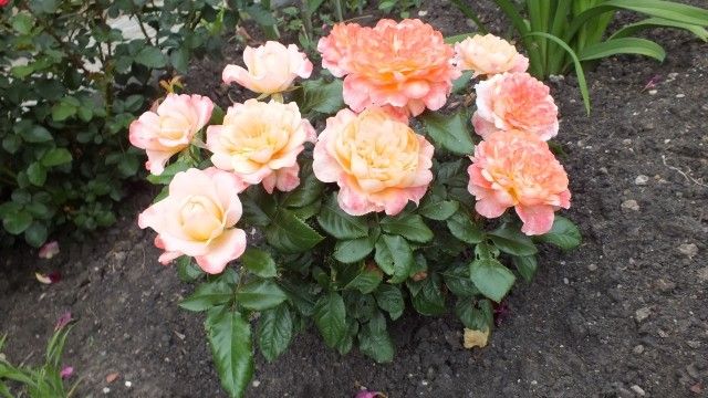 DSCF0239