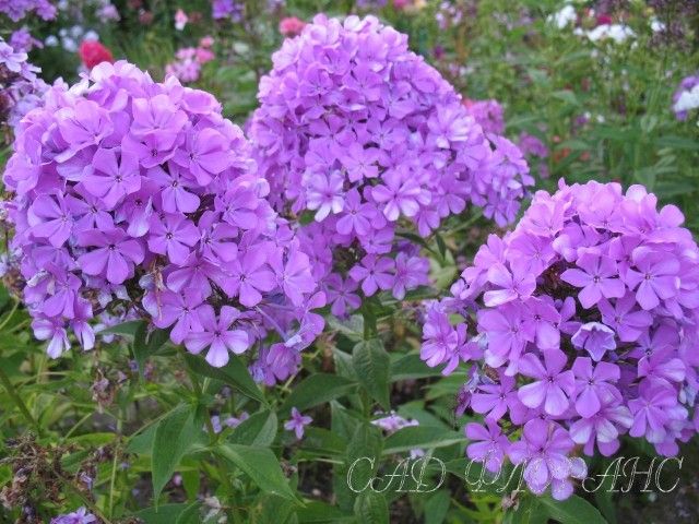 Luc s Lilac sf