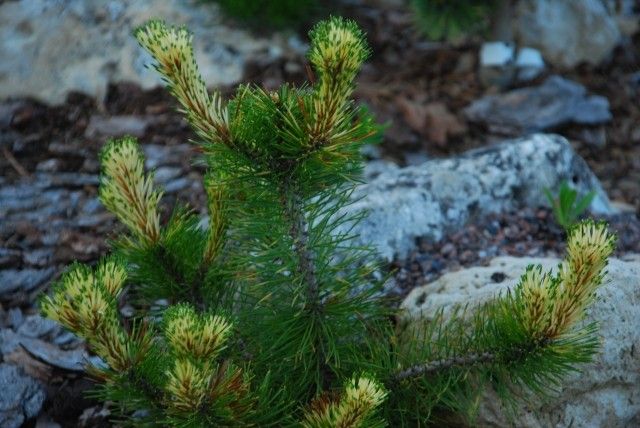 Pinus mugo Sunchine
