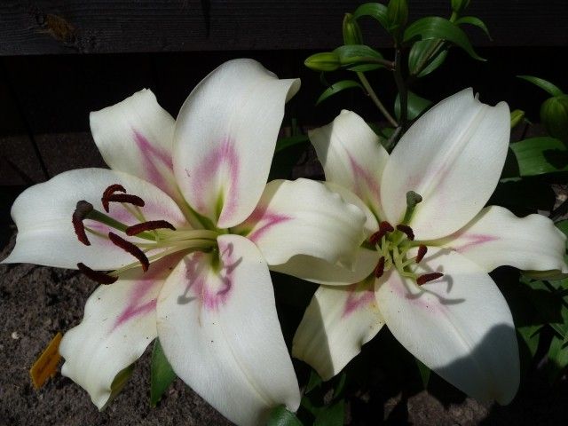 P1020843