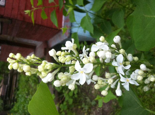 IMG 6508 12 06 17 10 43