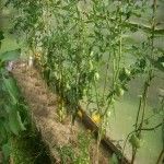 SL373911Первые два куста вдали  Санголд