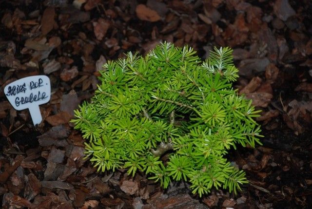 Abies koreana Grubele