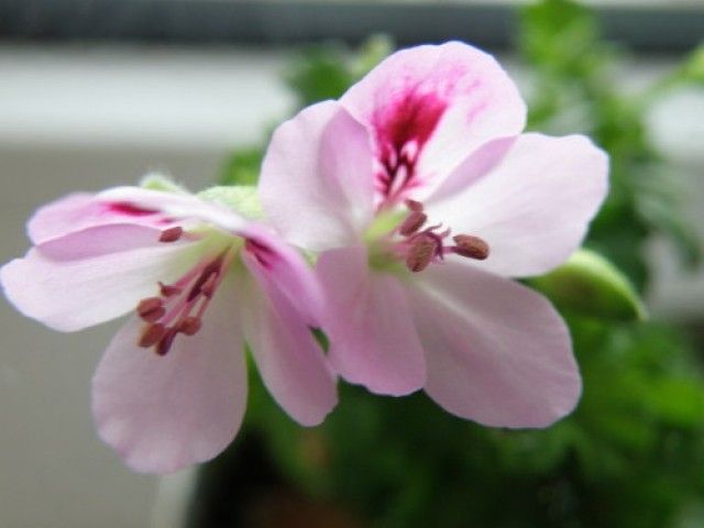 var www storage1 temp 12 99 6 CUv45uNFkcQtScENSWI7