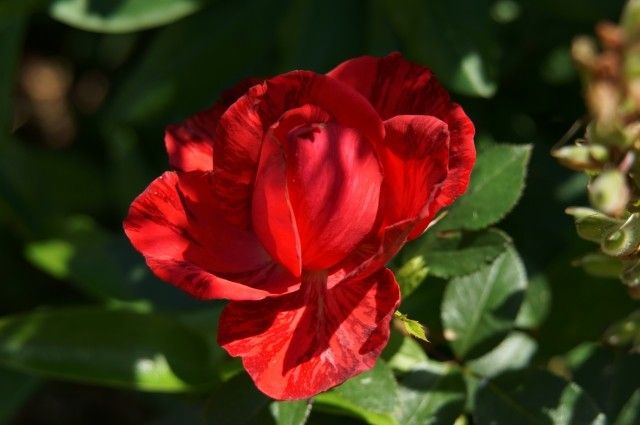 DSC03666