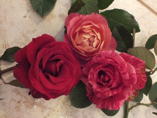 DSCF2288