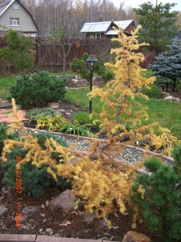 Larix kaempferi Diana 2007г