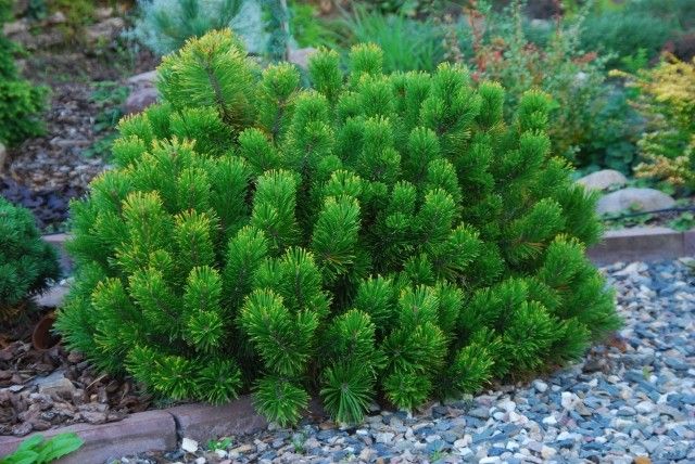 Pinus mugo Winter Gold