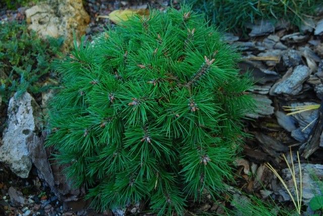 Pinus mugo Walch 2011 год
