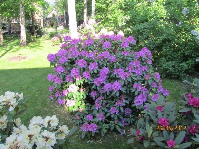 066Розеум Элеганс