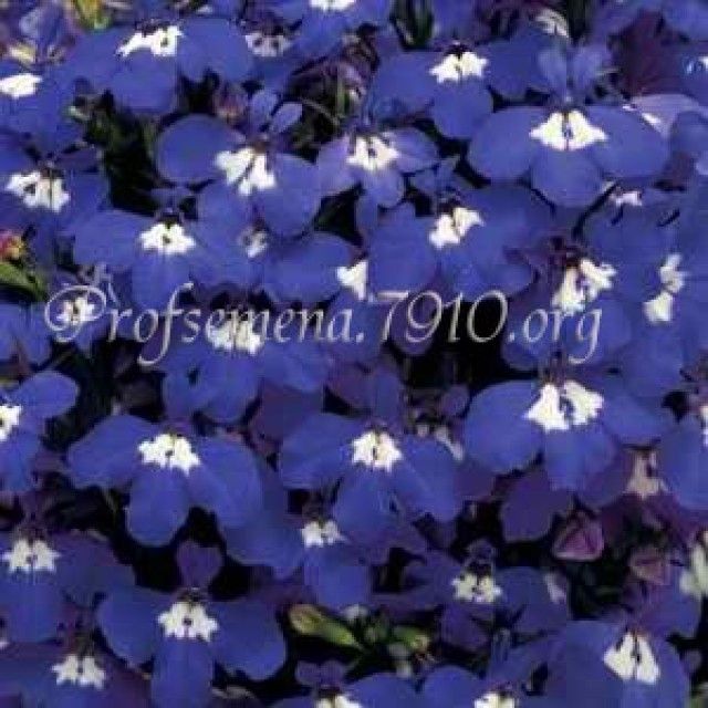 Lobelia Riviera Blue Eyes
