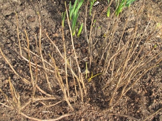 крупн  гортоша