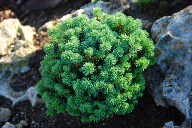 Abies lasiocarpa Toenis Vorst