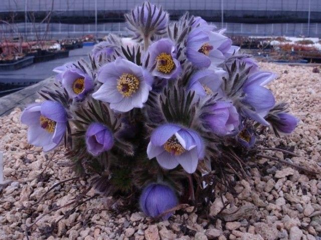 Pulsatilla sugawarii