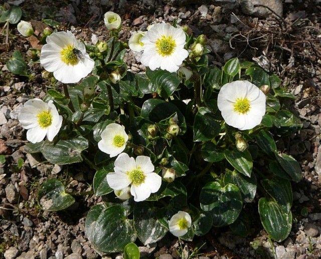 Ranunculus parnassifolius