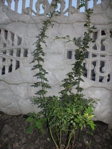 DSCF2327