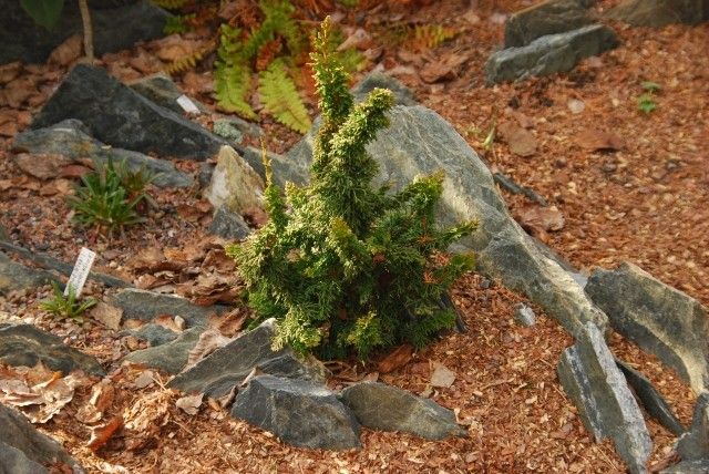 Thuja occidentalis malonyana Holub №2