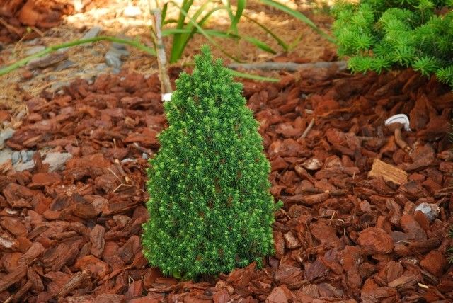 Picea glauca Sport 2011 год