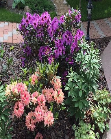 Rhododendronpark Graal Muritz