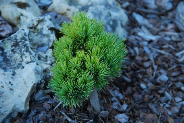 Pinus peuce Daniel