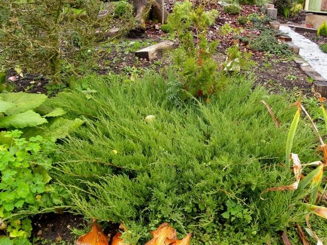 Juniperus horizontalis ‘Andorra Compact’
