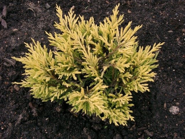 Juniperus horizontalis ‘Lime Glow’