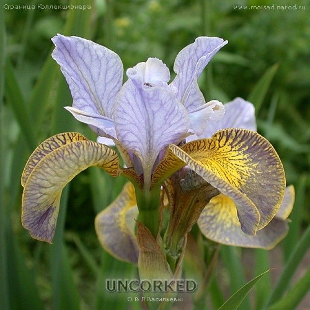 Uncorked2 2