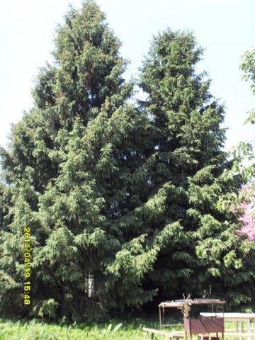 SDC16590