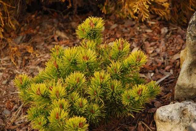 Pinus mugo Laarheide 2009 год