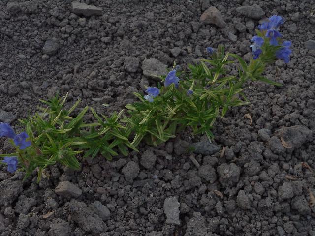 DSC00955