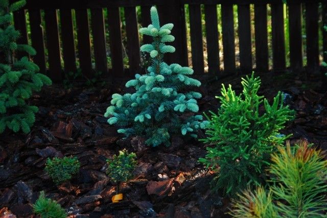 Picea pungens Fruchling Gold Picea omorika Cindarela