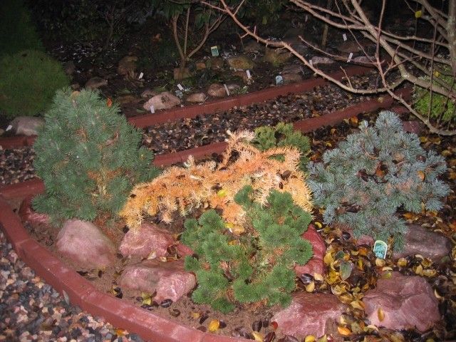 Larix kaempferi Diana 2004г